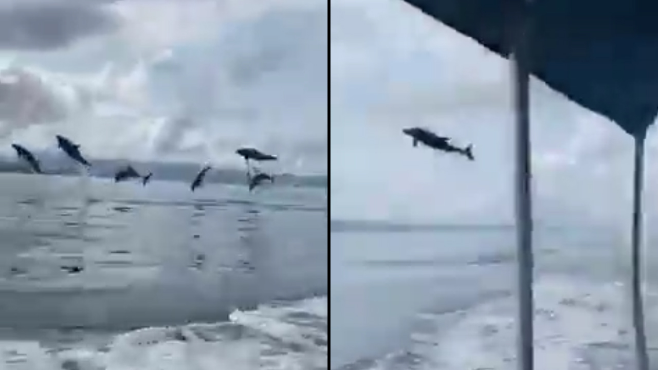 [VIDEO] ¡Demasiado hermoso! el espectáculo que dio una manada de delfines en el mar de Antioquia