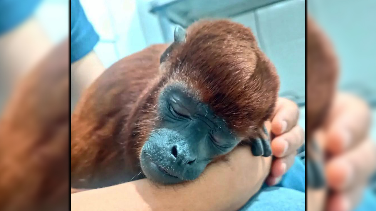 [VIDEO] El mono aullador rojo que murió tras vivir en cautiverio tenia cuatro costillas rotas