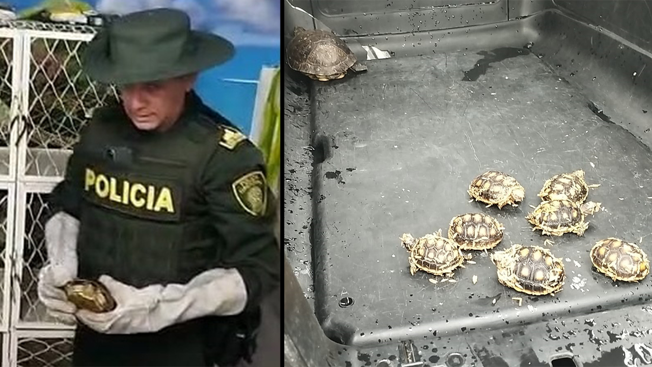 [VIDEO] La Policía de Cali evitó que vendieran ocho tortugas que iban a ser cocinadas en Semana Santa