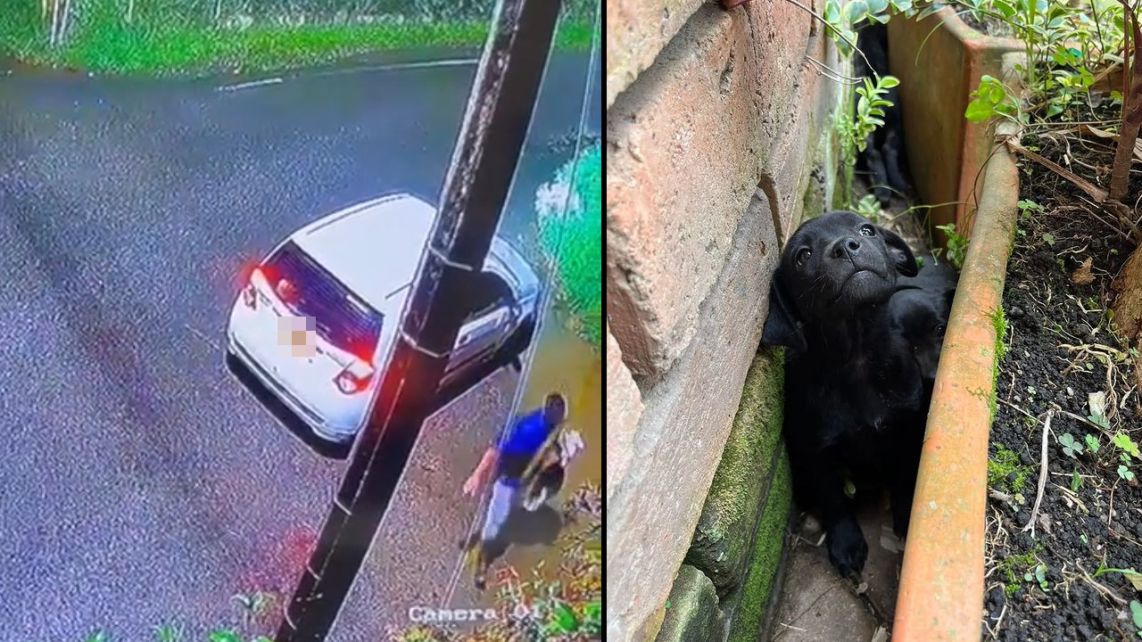 [VIDEO] Un desalmado abandonó a unos cachorritos en Rionegro y quedó grabado