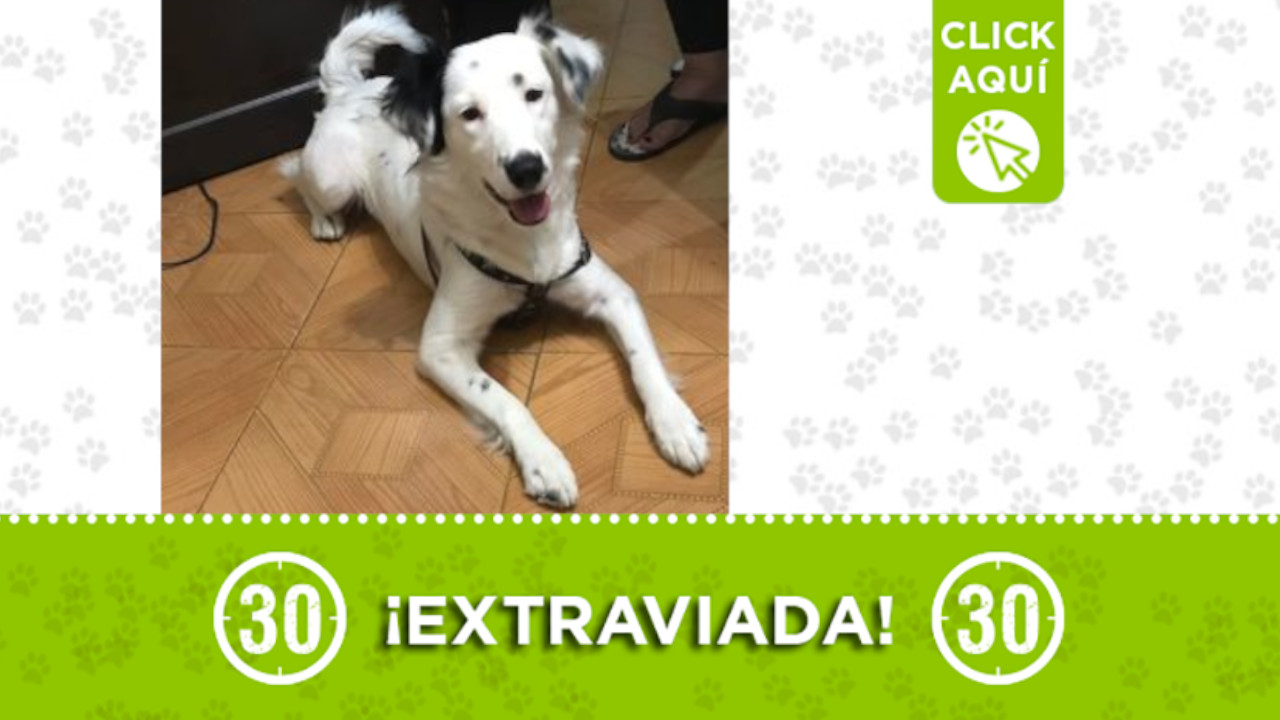 'Akira' se extravió en Medellín ¿la ha visto?
