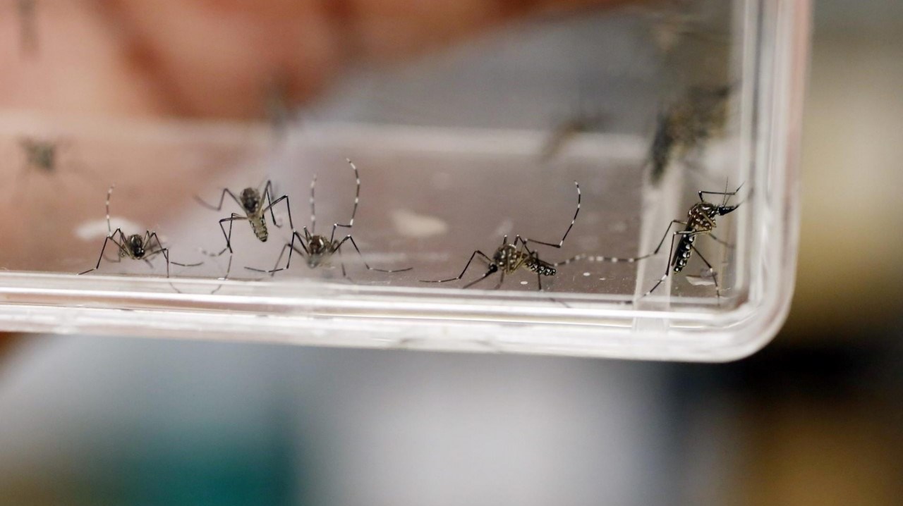 Desvelan el arma del dengue para invadir más fácilmente el organismo humano