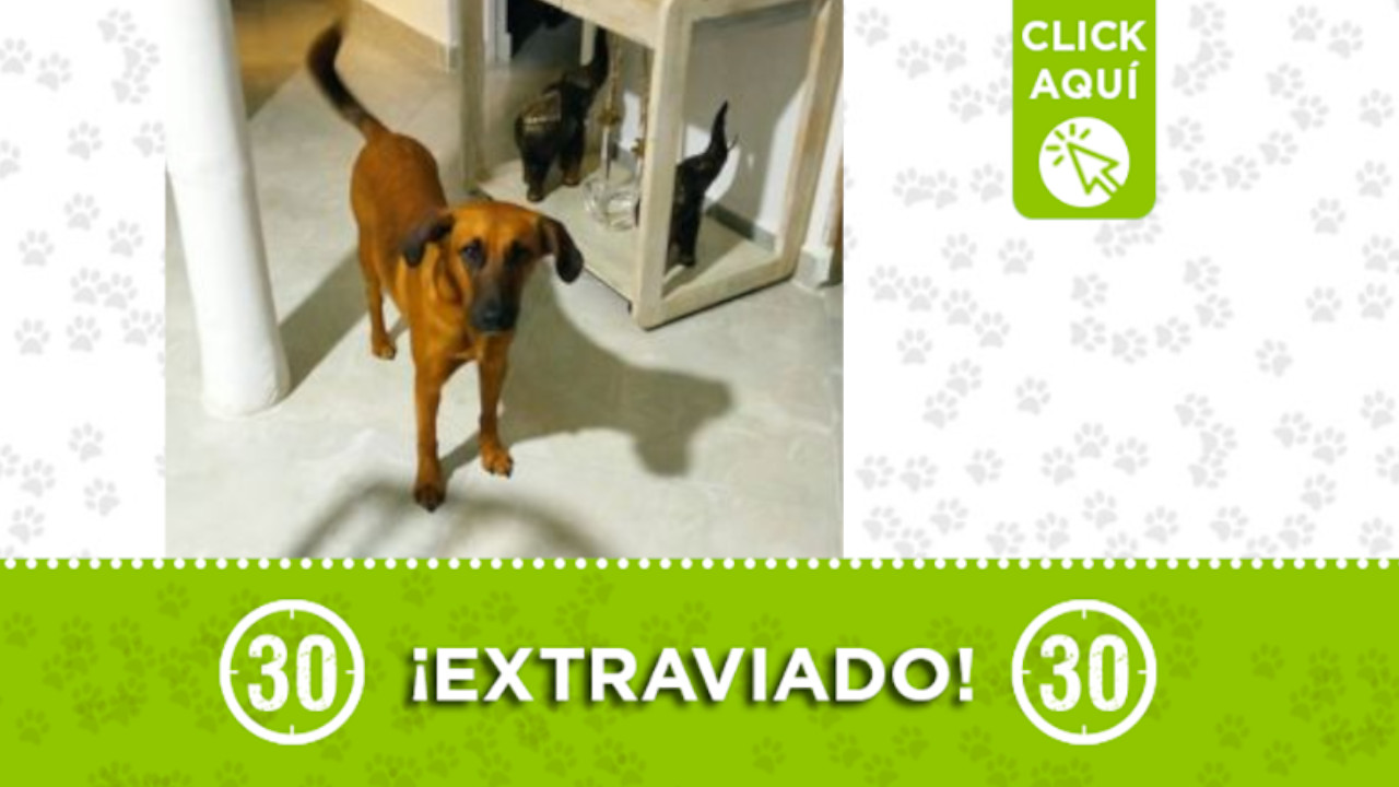 'Kike' se extravió en San Javier ¿lo ha visto?