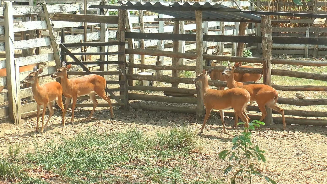 [FOTOS Y VIDEO] Corpourabá rescató 23 venados que estaban en cautiverio en Urabá