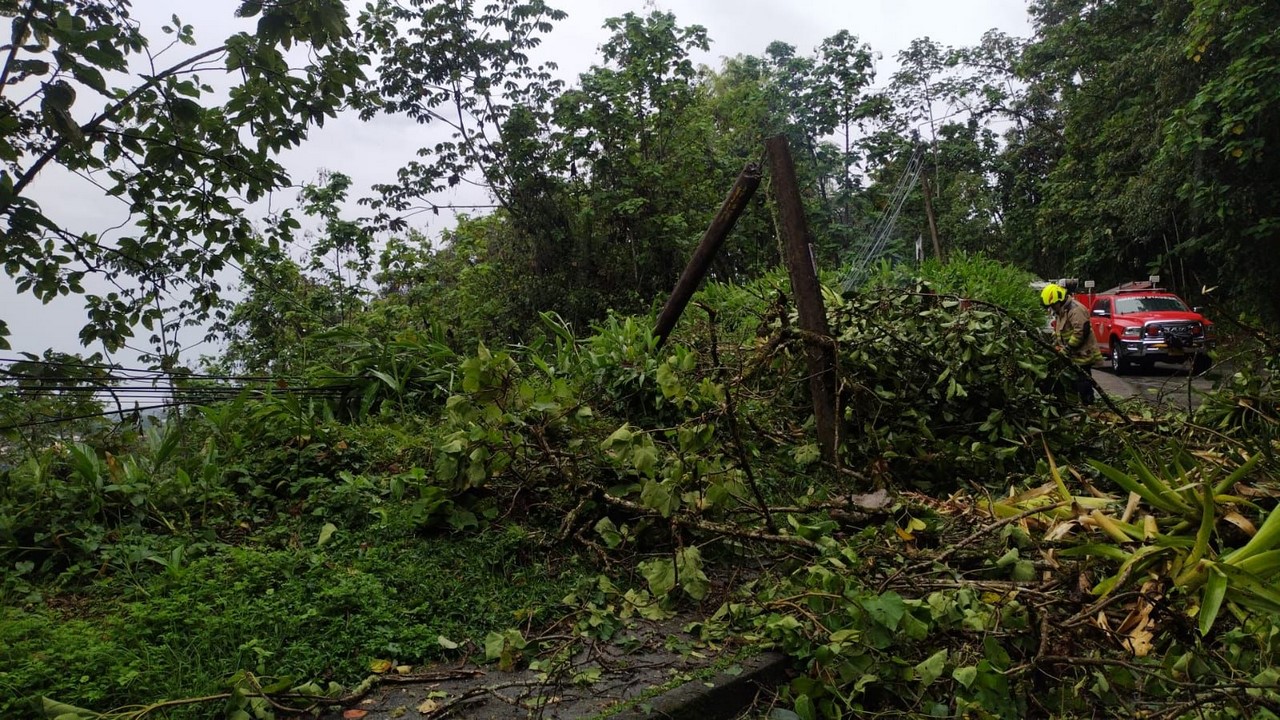 FOTOS. ¡Atención! Cierre total con el barrio Asturias, Manizales, tras caída de árbol