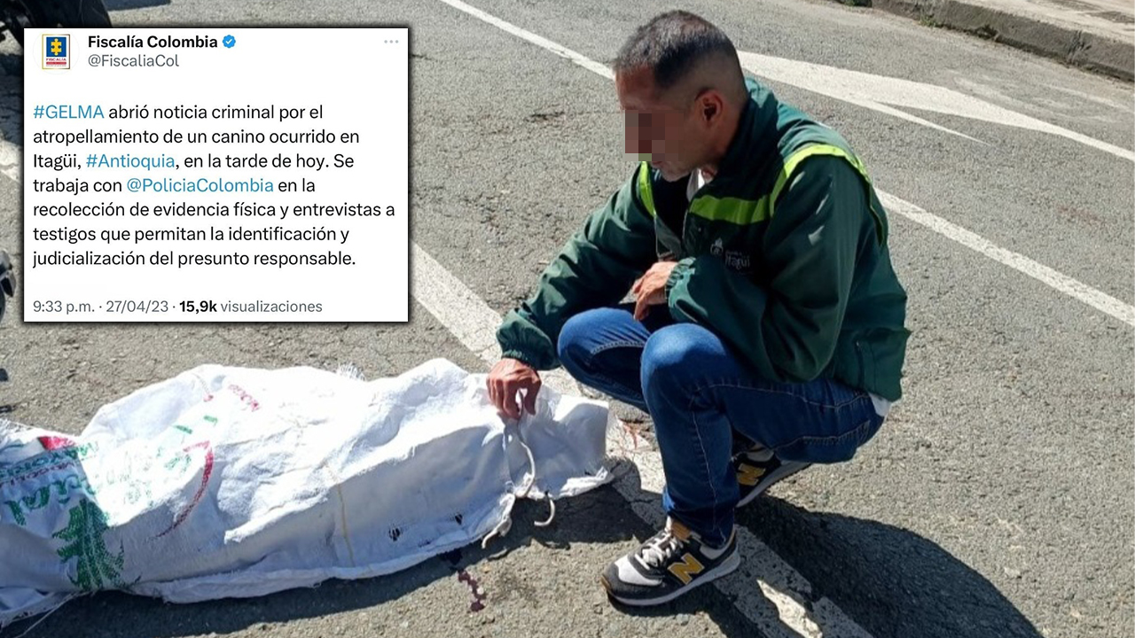Fiscalía busca a conductor que mató a perrito en Itagüí