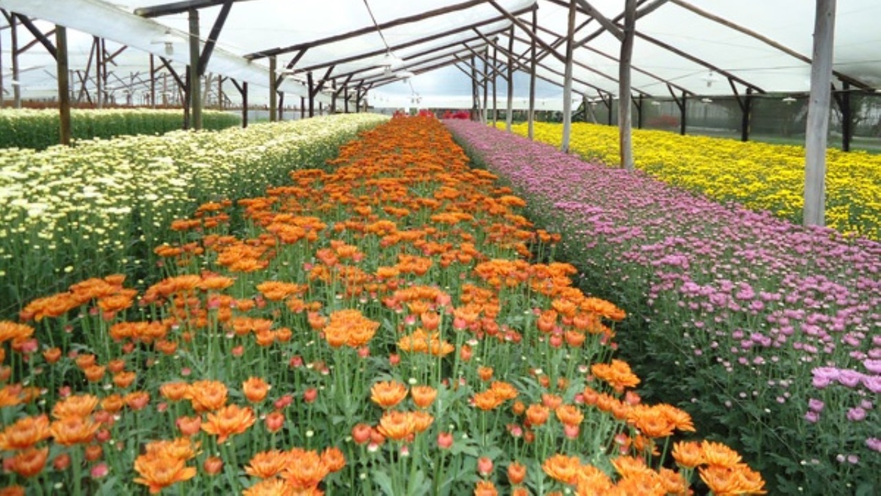 ¡Qué orgullo! El mundo celebra el día de la madre con flores colombianas