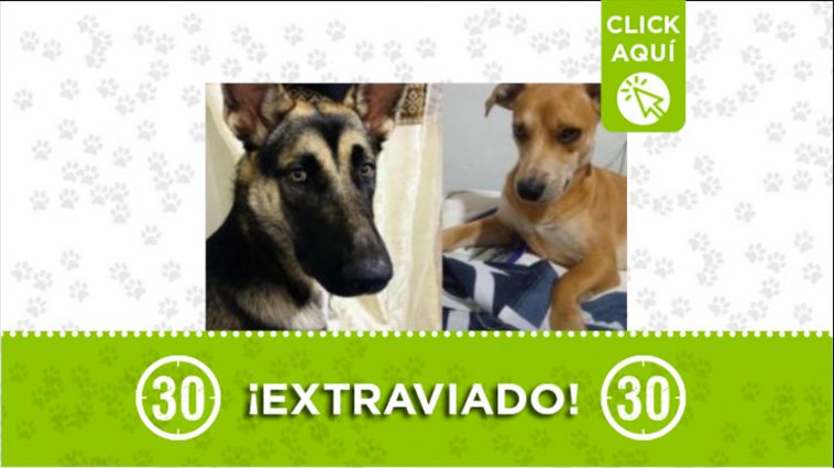 perritosperdidosporPrado Bello