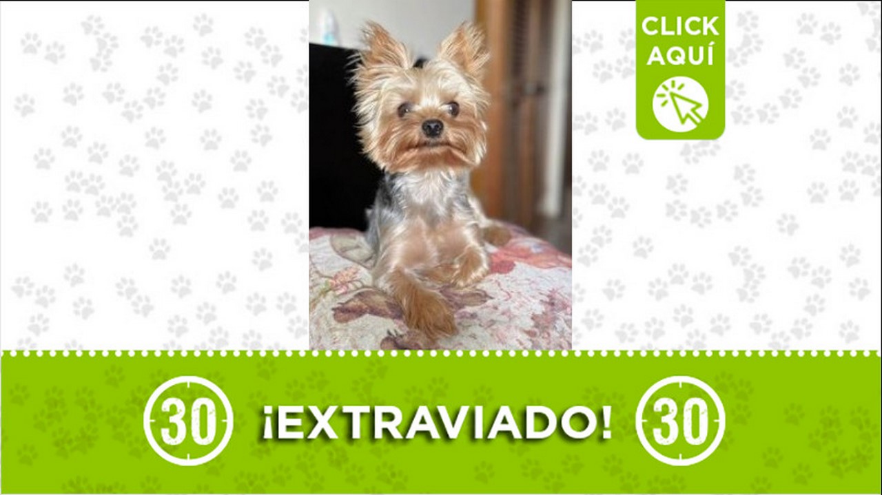 perro milan perdido vereda cristobal