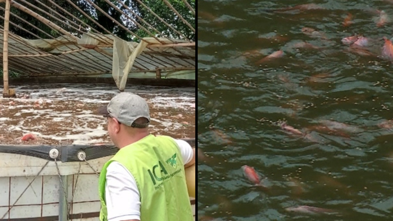 El ICA importará 400 vacunas para tilapia con el fin de enfrentar bacteria en peces de cultivo