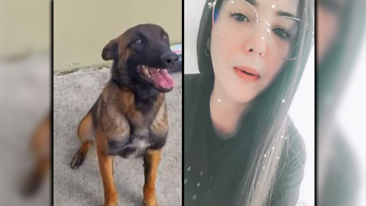Video. ‘Héroe Wilson’: “Hay que mandarle buenas energías para poder encontrarlo”, dice mujer que puede “hablar” con animales