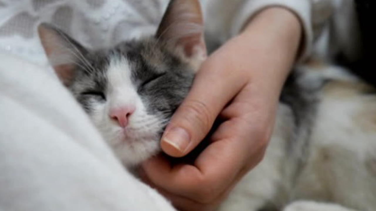 Lanzó a un gato desde un décimo piso, culpable fue imputado