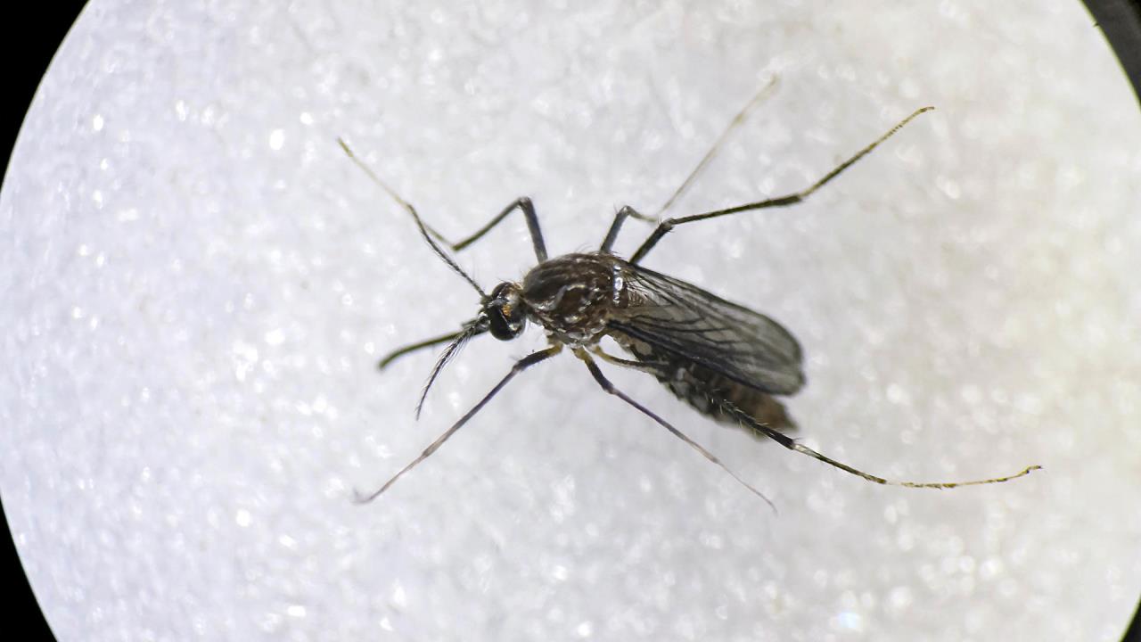 Una vacuna contra el chikunguña se demuestra segura en un ensayo de fase 3