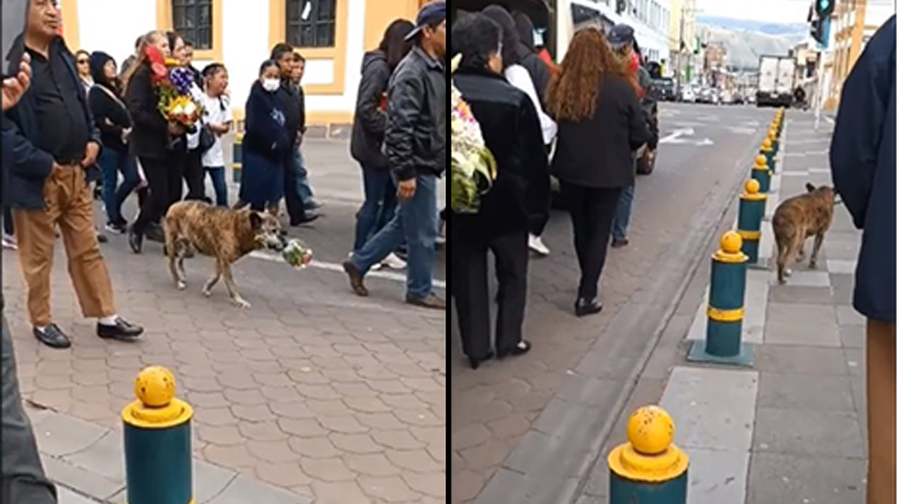 VIDEO. ¡Qué ternura!, con ramo de flores despidió perrito a su dueño fallecido