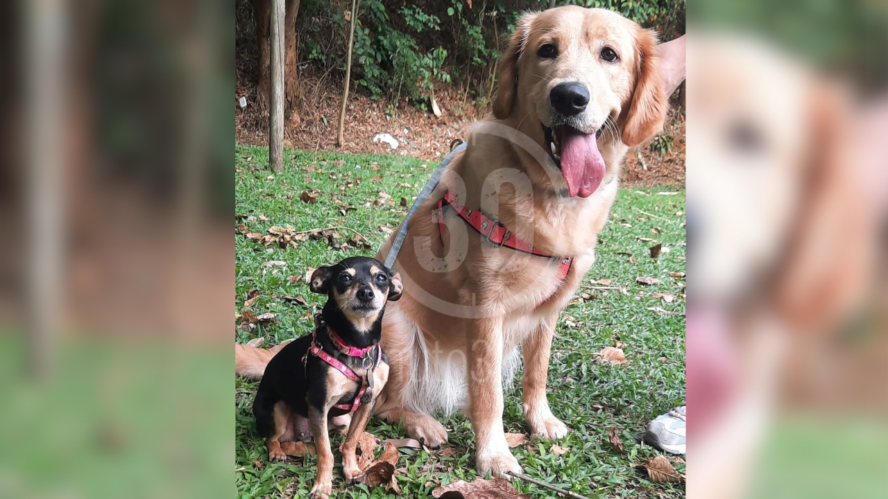 Día Mundial de la Esterilización Animal, en Bogotá harán 60 cirugías programadas