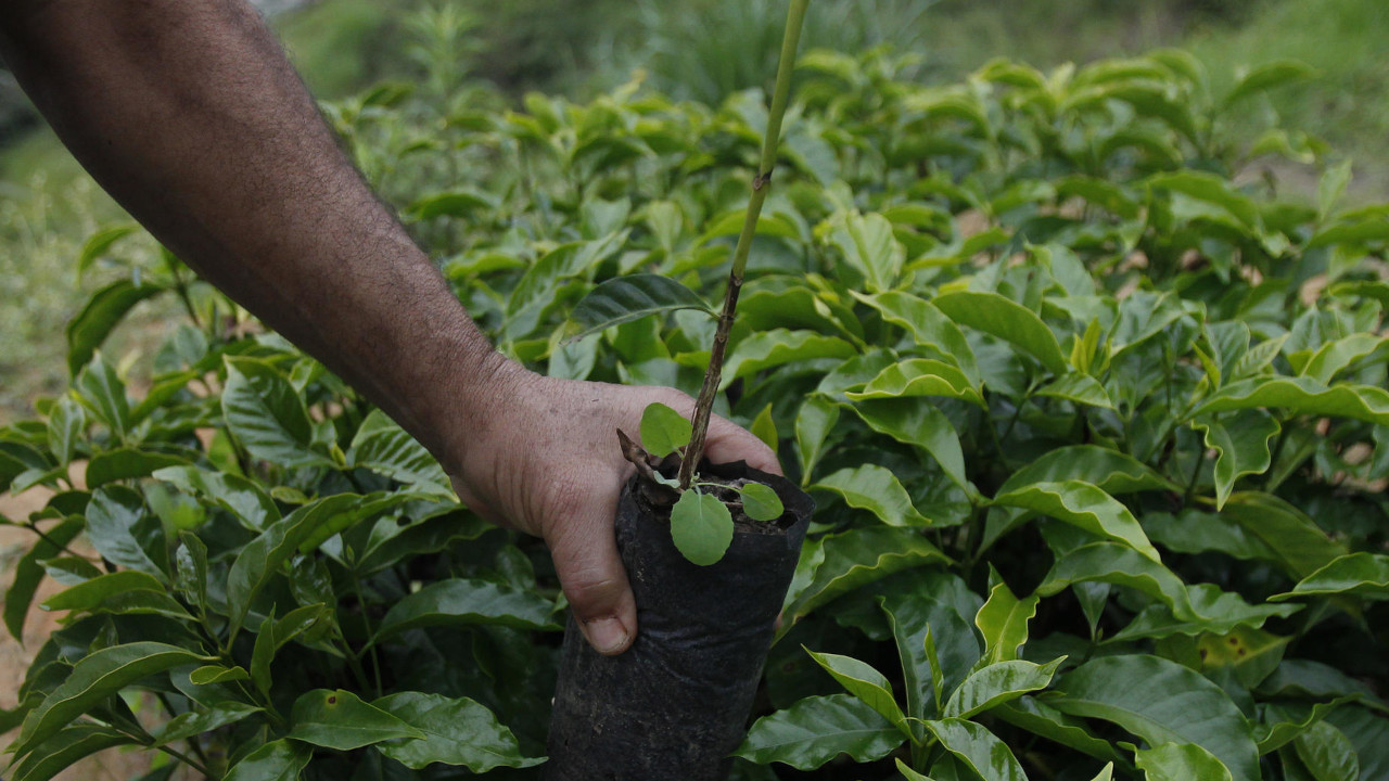 La producción de café de Colombia cayó un 21 % en mayo por lluvias