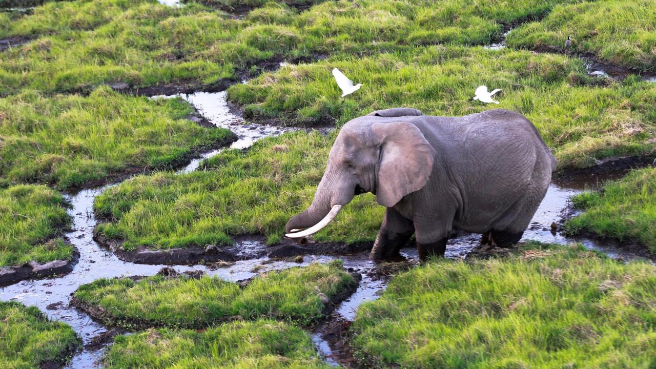 El cambio climático supera a la caza furtiva como principal amenaza para la vida salvaje en Kenia