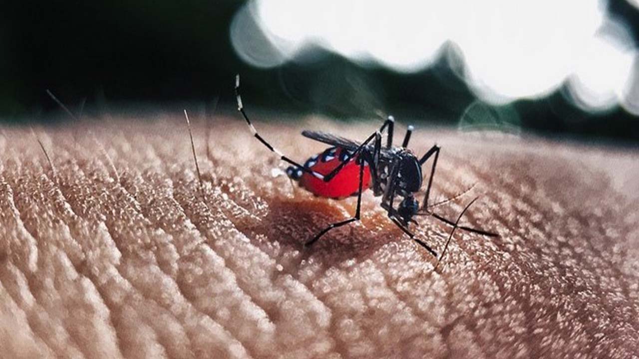 Dengue en Medellín: casos se disparan y expertos advierten sobre el riesgo