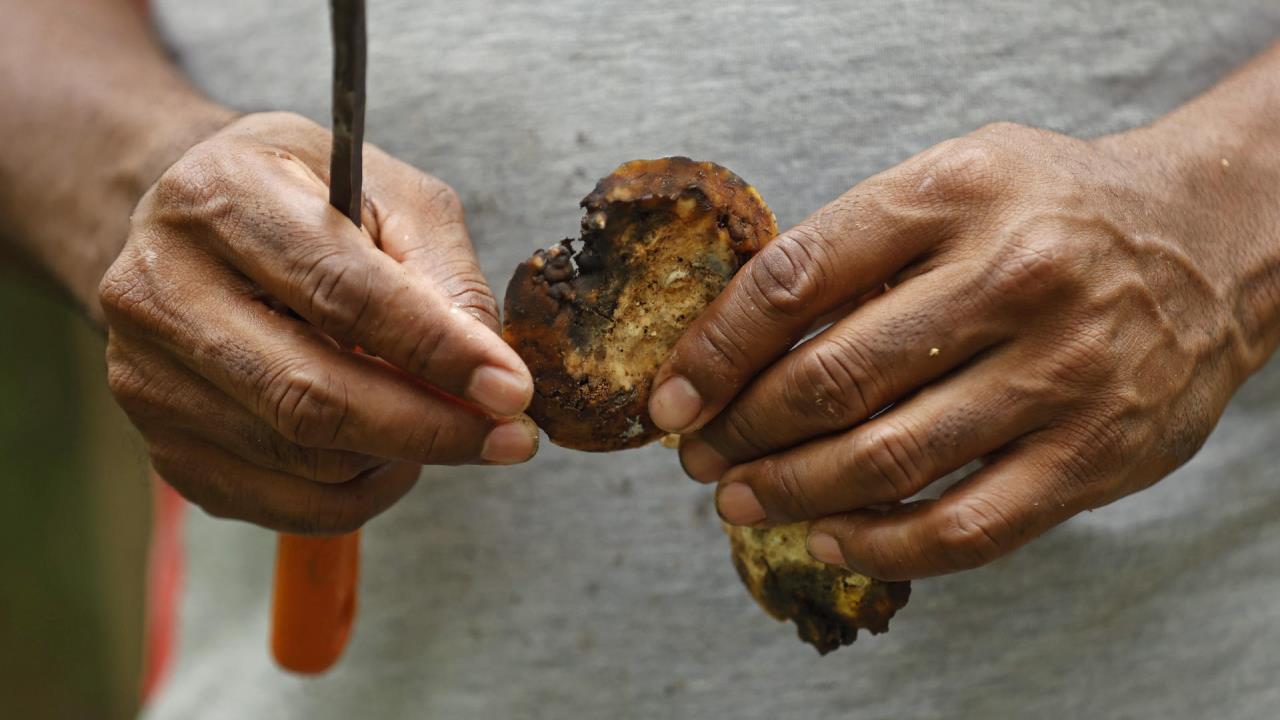 El “laboratorio de paz” que sobrevive en la cuna del Clan del Golfo