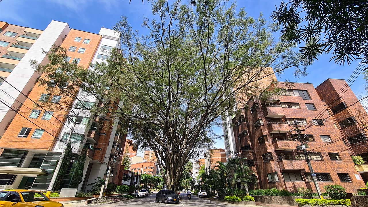 Árbol patrimonio cultural “falso laurel” será talado