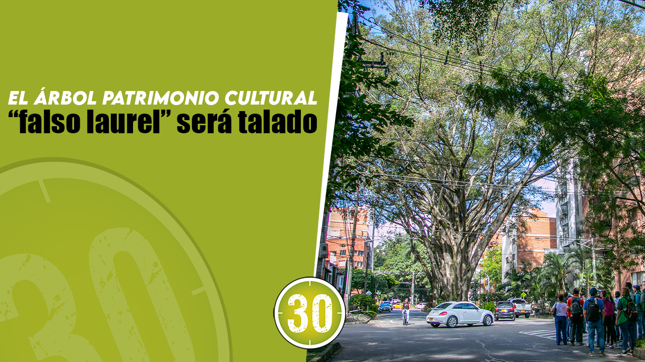 Video. El árbol patrimonio cultural “falso laurel” será talado por su ...