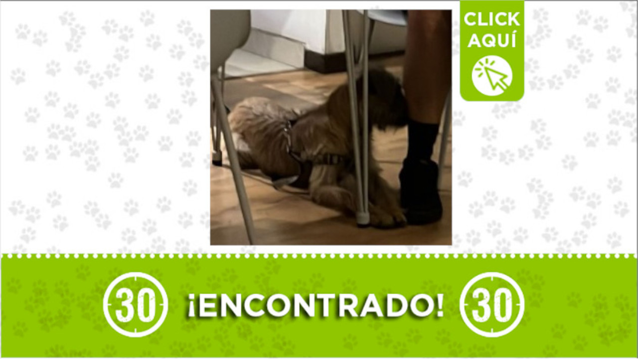 ¿Es suyo? Perrito encontrado en el sector Aguacatala