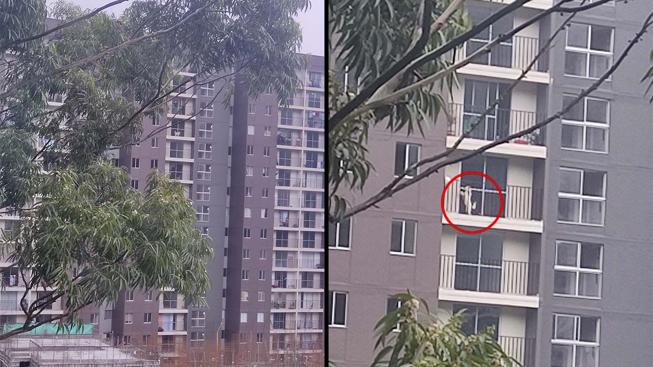 Video. ‘Al sol y al agua’, denuncian que perrito lleva tres días en un balcón en el sur del Valle de Aburrá