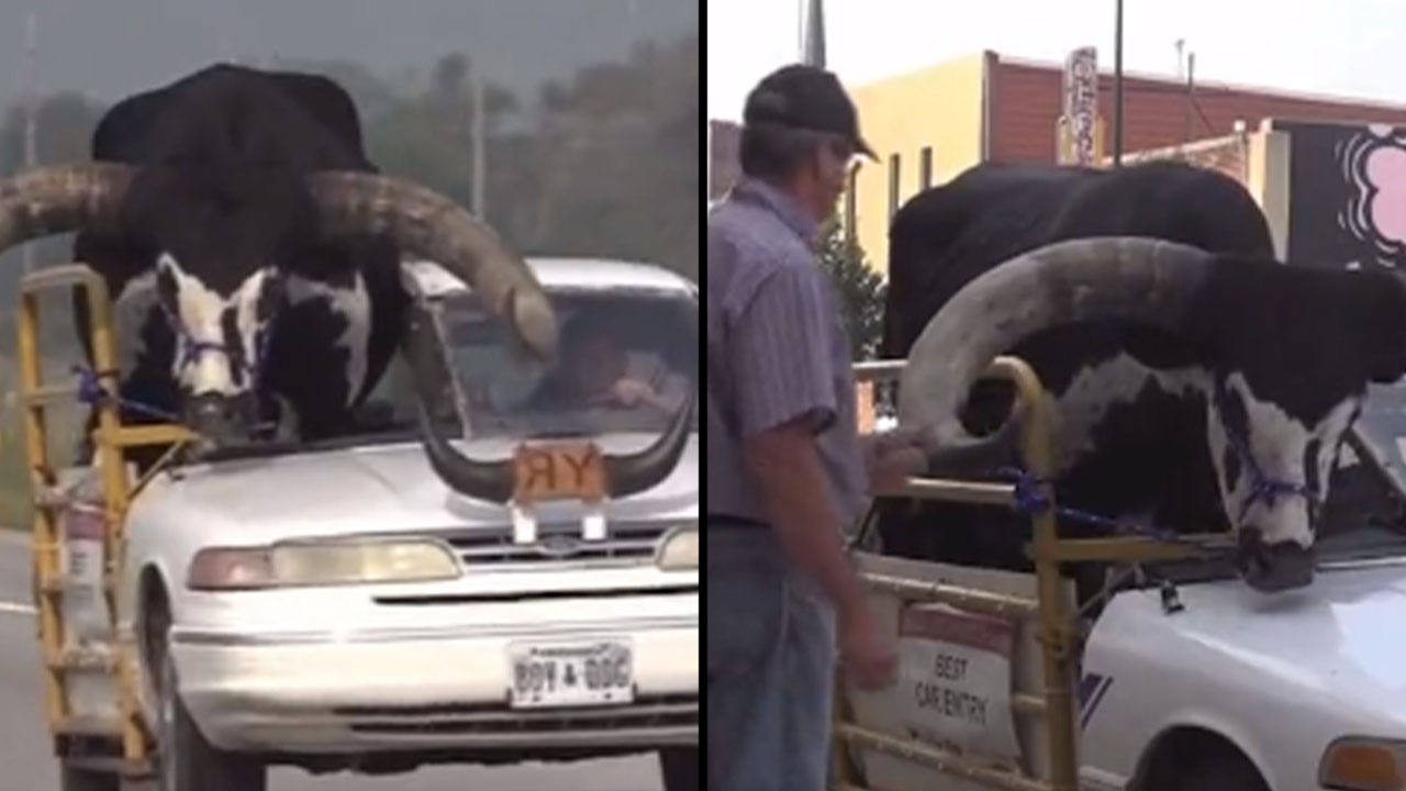 ‘No hay excusas Hombre sacó a pasear su ganado a les acomo hasta los cachos