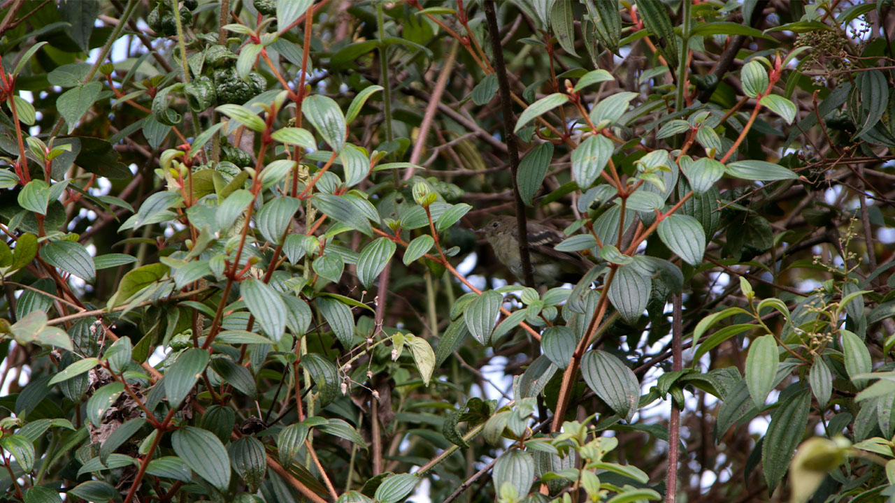 Con tres nuevas reservas naturales, el Distrito reitera su compromiso con la mitigación de los efectos del cambio climático