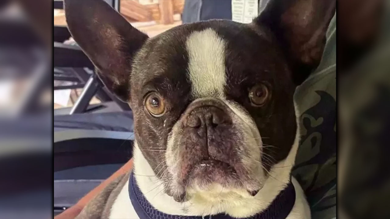 Mujer que abandonó a su perro en un aeropuerto