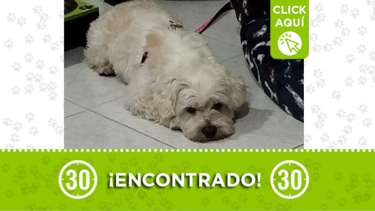 Encontraron este perrito en Barrio Nuevo