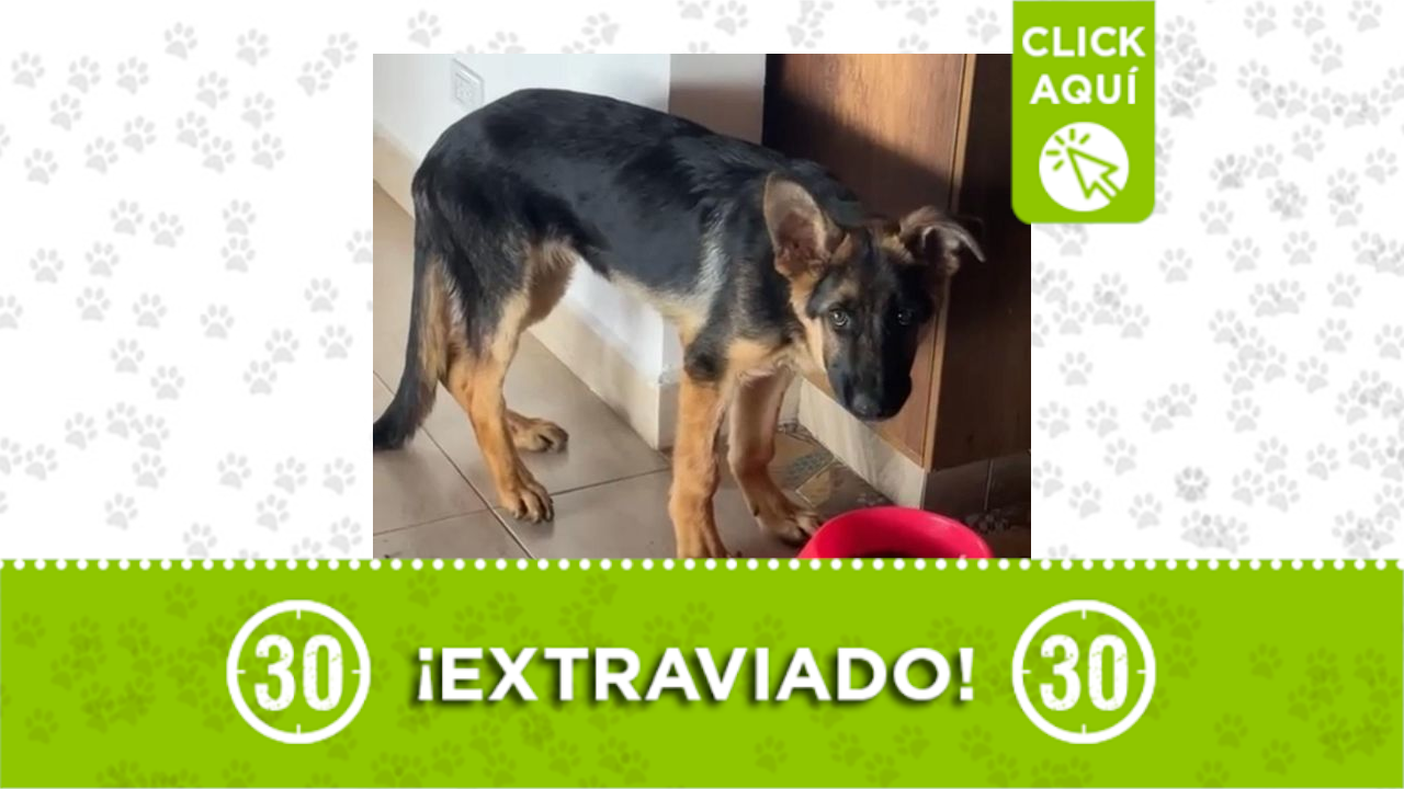 Chiqui