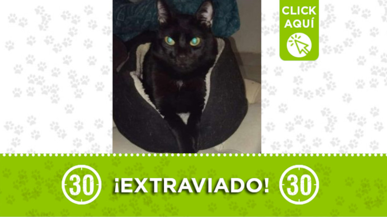 Negro se extravió en Robledo