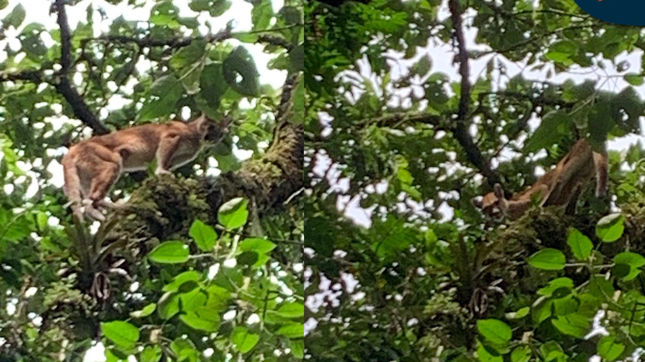 ¡Qué maravilla! En VIDEO captaron a un puma en Sabaneta