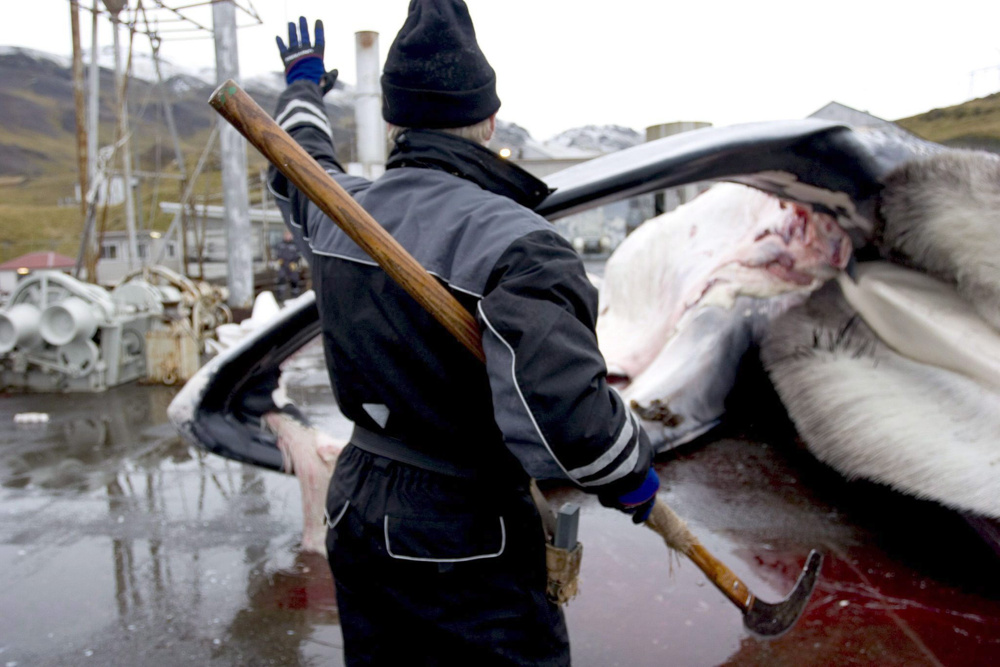 Islandia volverá a permitir la caza de ballenas, pero bajo condiciones más estrictas