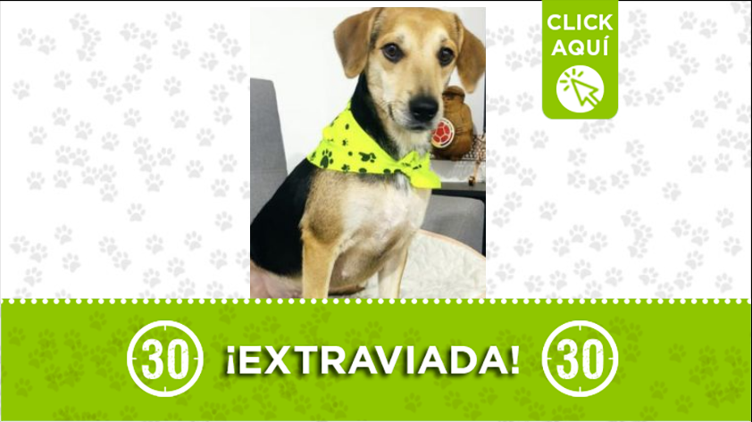 Perrita 'Hermosa' está extraviada por Itagüí