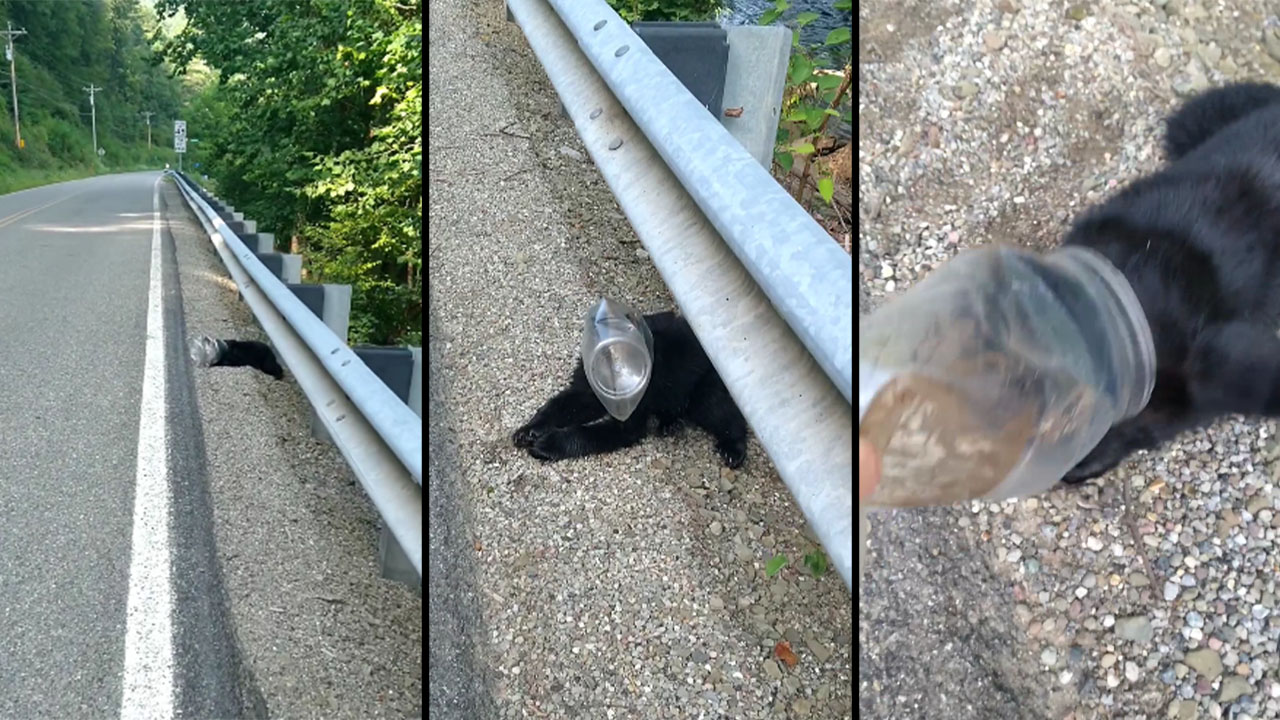 Mujer salva a un oso que tenía una botella de plástico en la cara