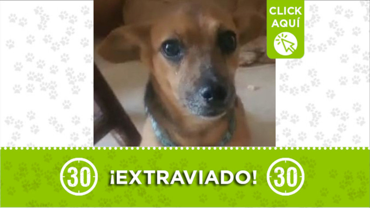 Perrito perdido en el barrio Pedregal