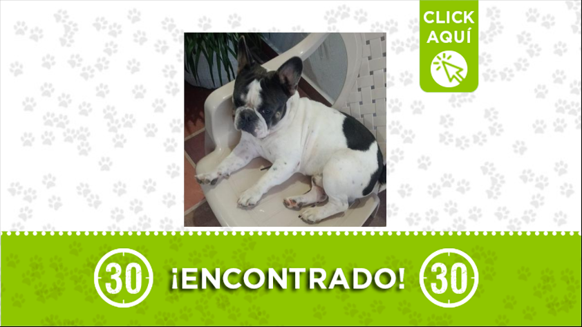 Perrito encontrado por la vía entres San Rafael y Guatapé