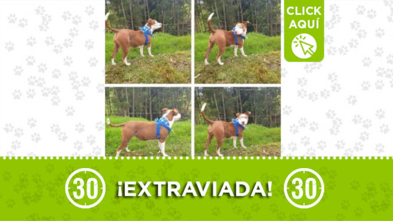 Esta perrita llamada 'Sasha' se perdió en San Félix