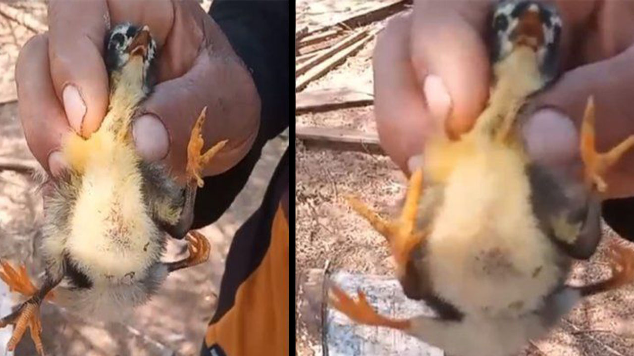 En redes sociales se compartió las imágenes del nacimiento de un pollo con cuatro patas y contra todo logra sobrevivir.