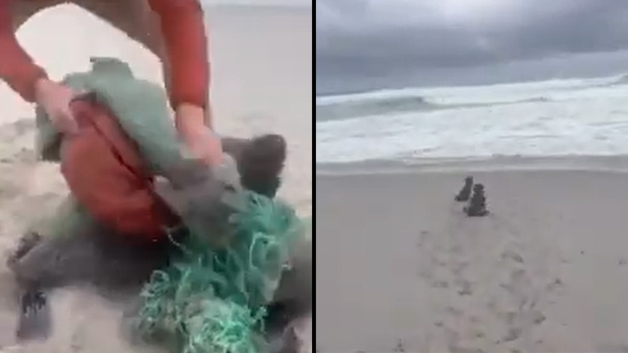 ‘Quedaron atrapadas’ Dos crías de focas fueron rescatadas de una red de pesca