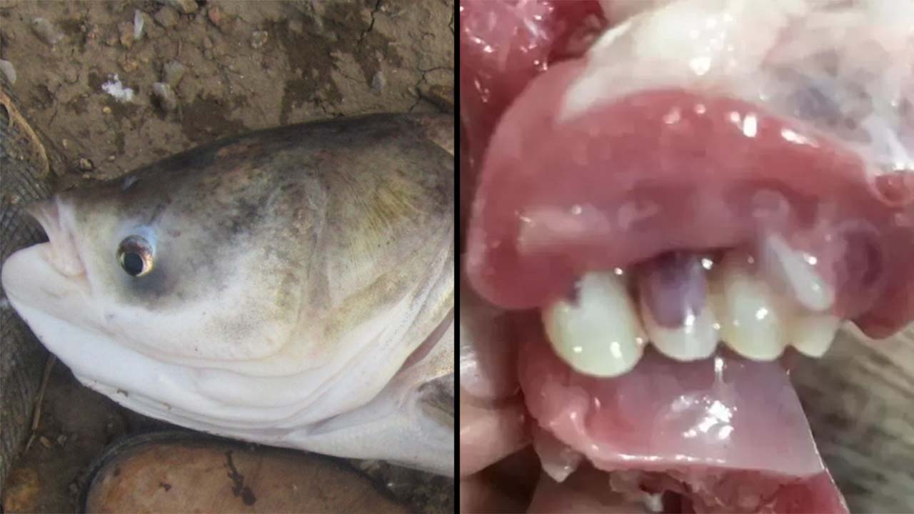 ‘Se le quitó el hambre’ Mujer compró un pescado y le salió con dientes ‘humanos’