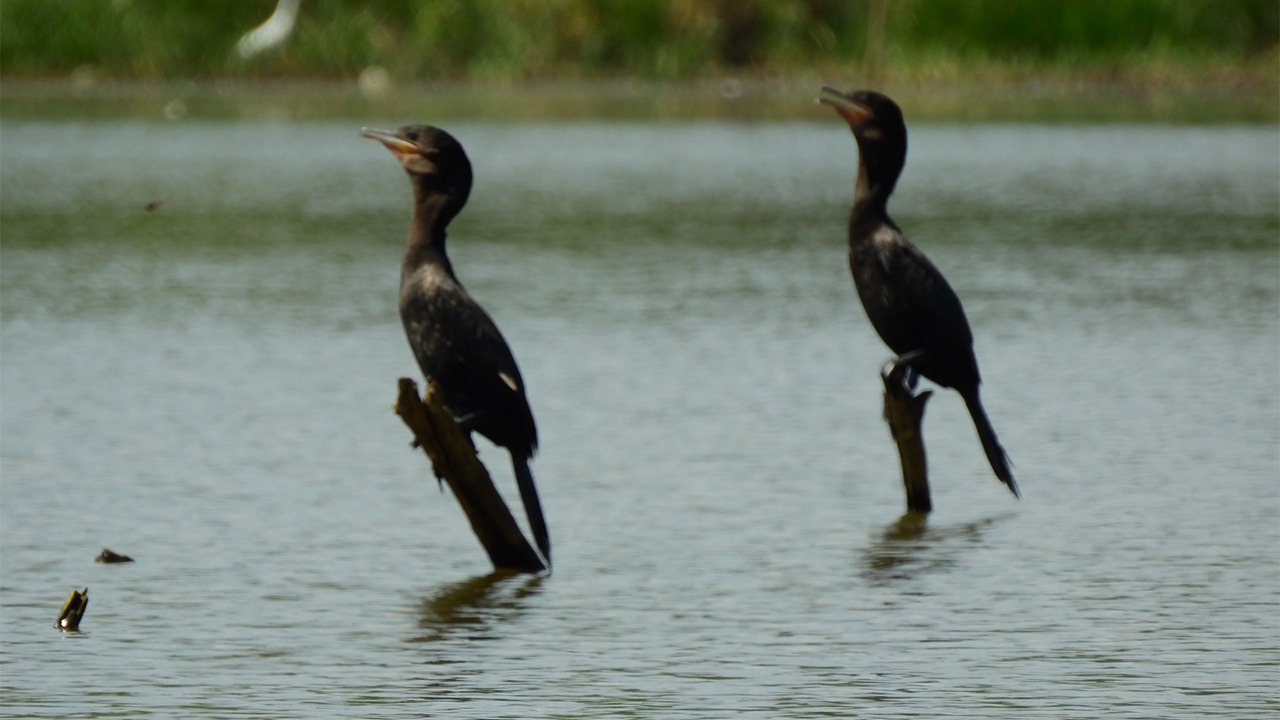 Con actividades la red de guardabosques y entidades ambientales buscan preservar la función de Las Ciénagas