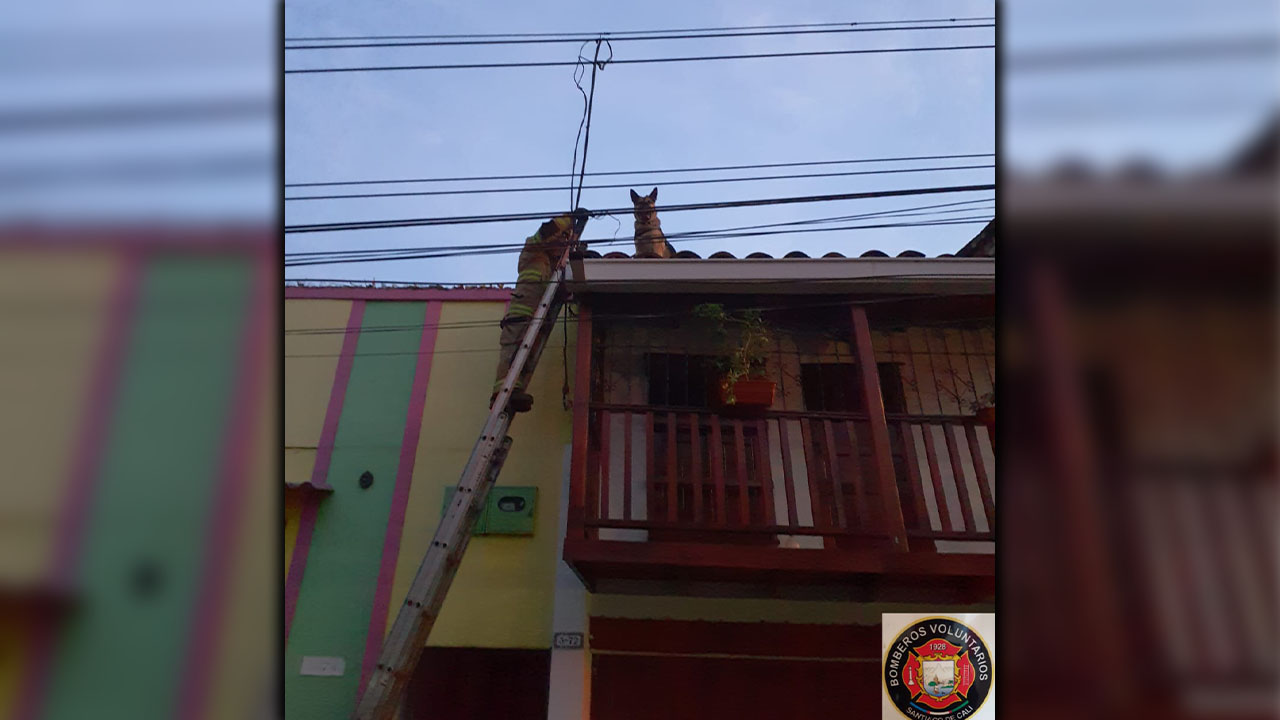 Perrito fue rescatado del techo de un segundo piso