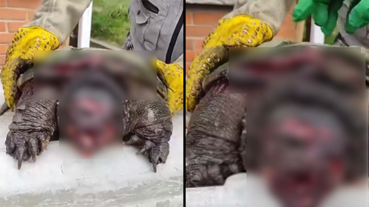 Torturó con machete y le saco los ojos a una tortuga
