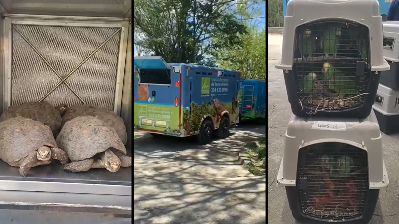 191 animales silvestres fueron trasladados desde Medellín a Cartagena.