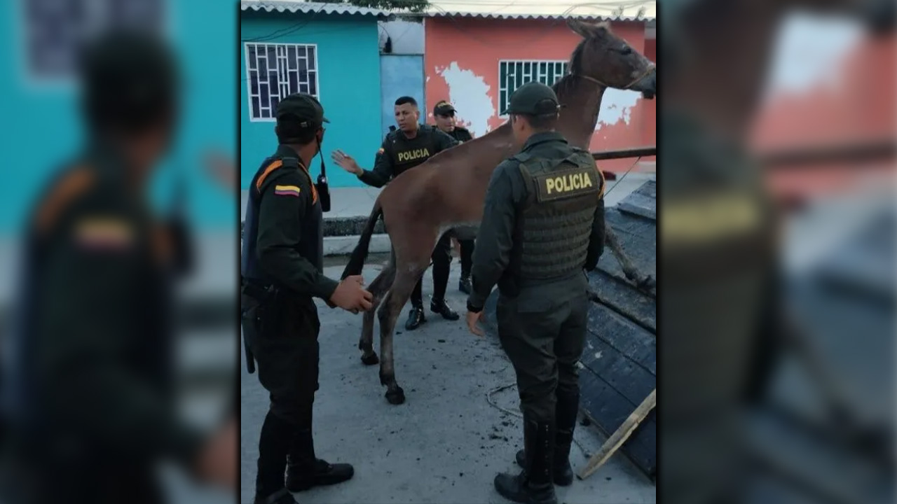 Banda vendían carne de burro y otros equinos en mal estado