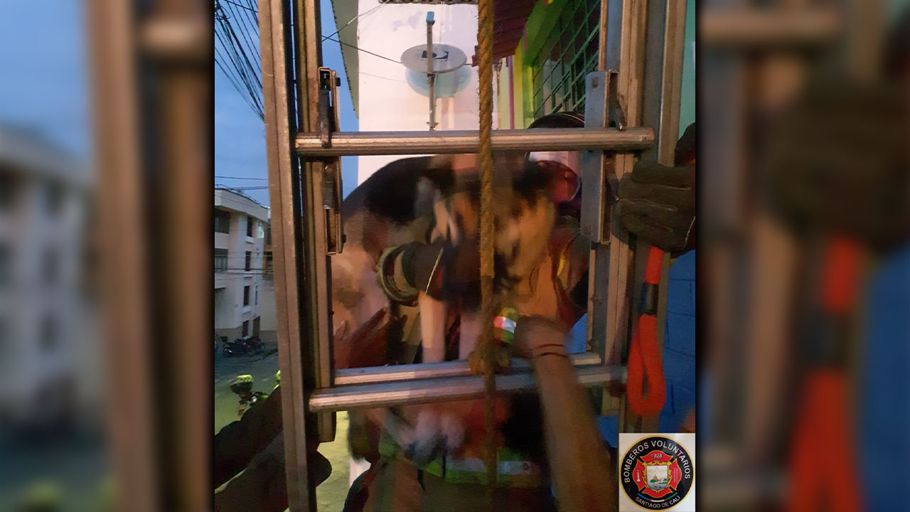 Perrito fue rescatado del techo de un segundo piso