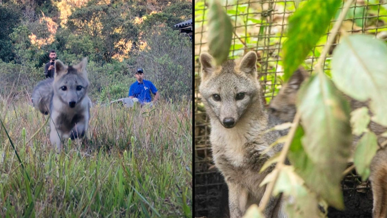 Dos zorros fueron liberados en su hábitat natural en Antioquia